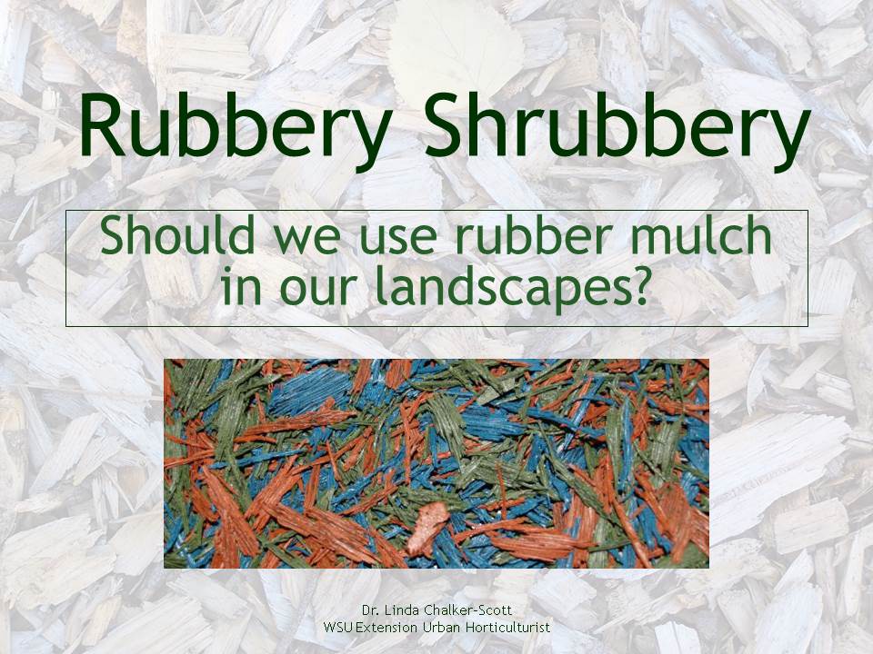 Title Slide: Rubbery Shrubbery