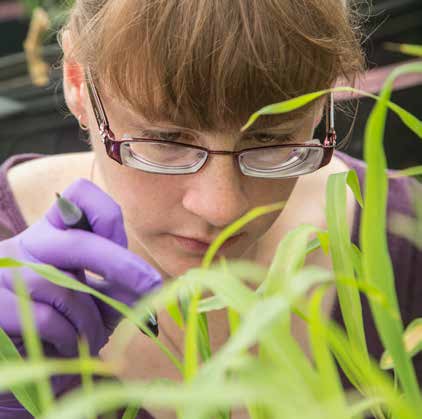 woman measuring corn height in greenhouse woman measuring corn height in greenhouse