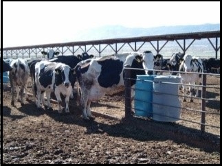 cows standing in a feeding lot, the ground is muddy and watery cows standing in a feeding lot, the ground is muddy and watery