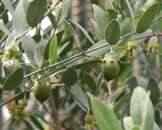 jajoba tree branches with leaves and seed pods jajoba tree branches with leaves and seed pods