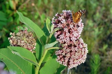 milkweed flowers milkweed flowers