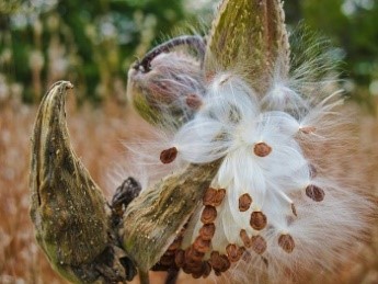 milkweed seeds milkweed seeds