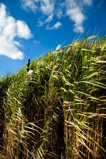 miscanthus miscanthus