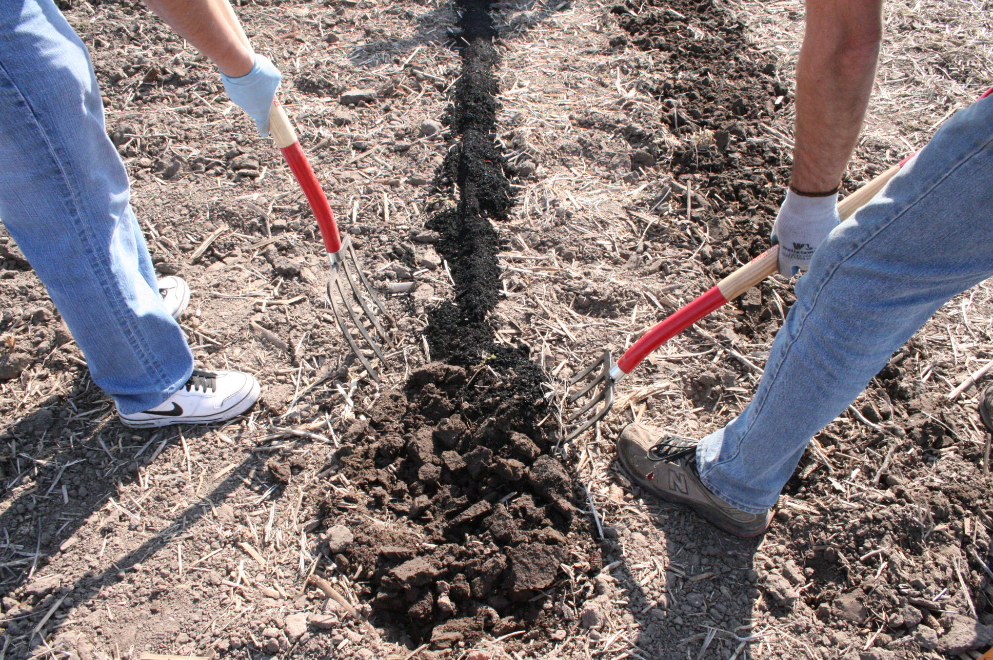 small strips were tilled in the field, biochar was applied to each strip and two people work the biochar into the tilled strips with gardening tools