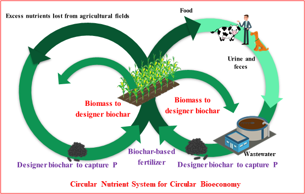 two arrowed circles meeting in the middle at agriculture. left circle is the B2 - bioreactor and biochar-sorption system. right circle is the production of the designer biochar at wastewater treatment facility or at farm manure storage facilities.