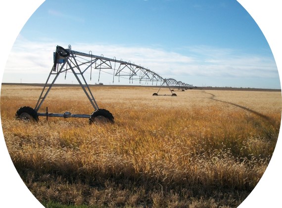 Yellow brown plants in agriculture field with long line of irrigation sprayers on wheels that rotates around a center point.