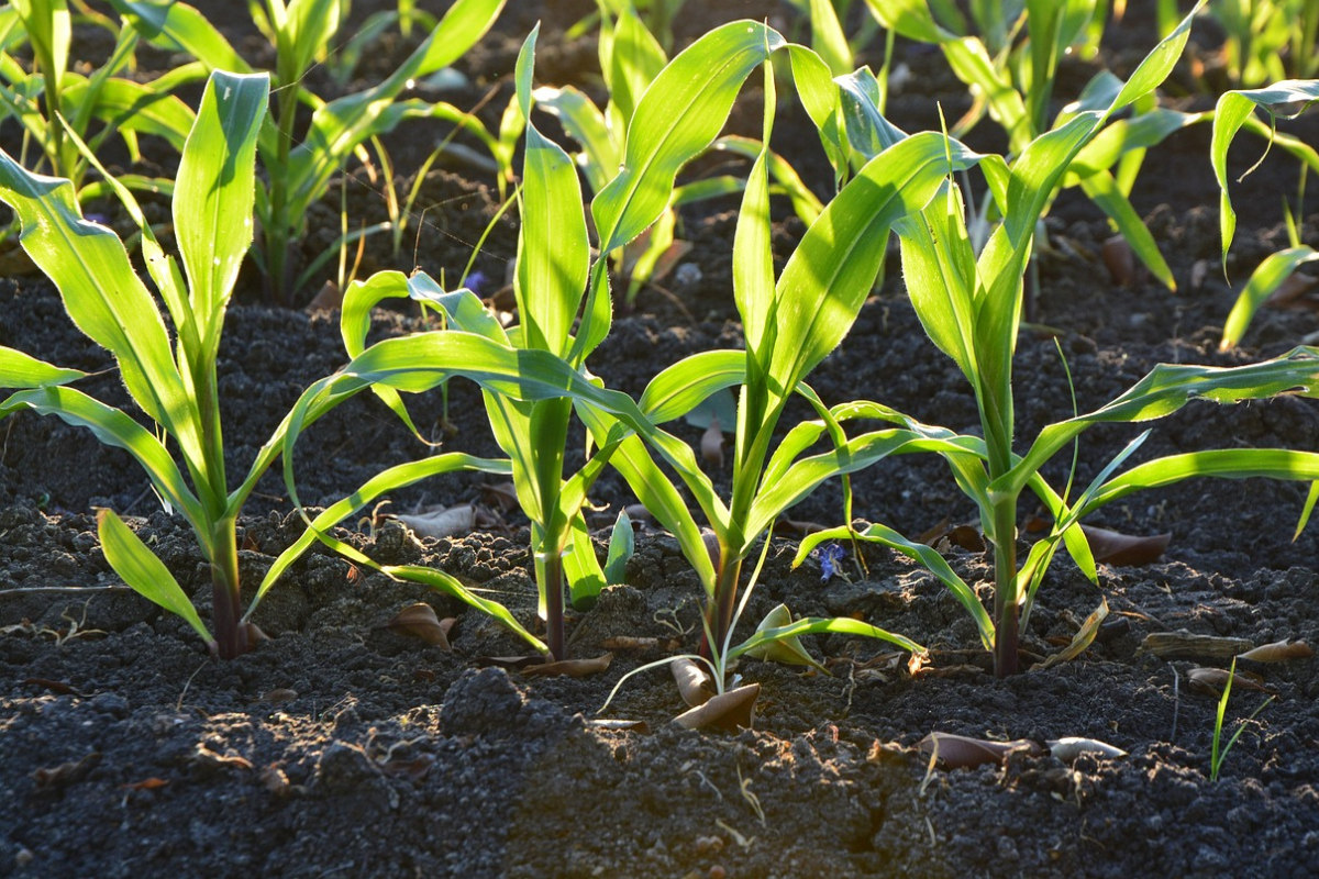 close look young corn plants in an agricultural field
