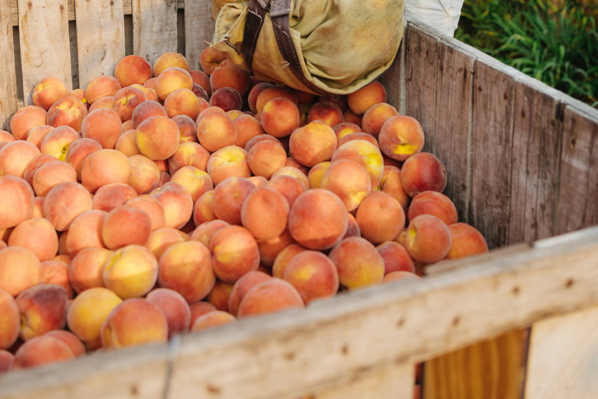 ripe peaches in wood crate in the orchard